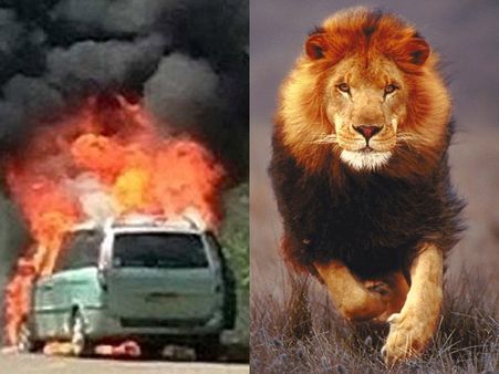 Pics: એક તરફ આગ બીજી તરફ સાવજ, ને તાળવે ચોંટ્યો જીવ