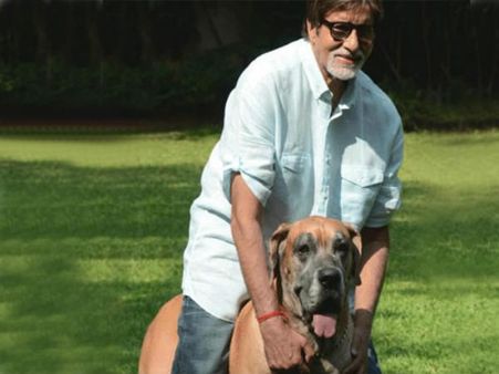 સેલિબ્રિટીઓ વિથ એડોરેબલ પેટ્સ