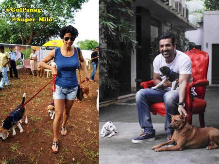 સેલિબ્રિટીઓ વિથ એડોરેબલ પેટ્સ