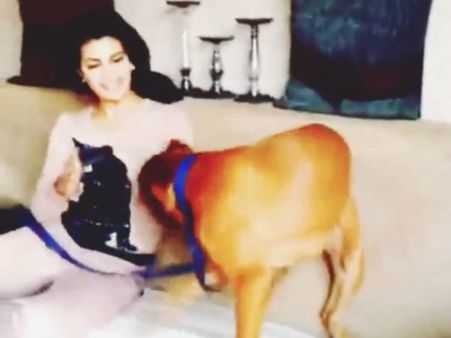 સેલિબ્રિટીઓ વિથ એડોરેબલ પેટ્સ