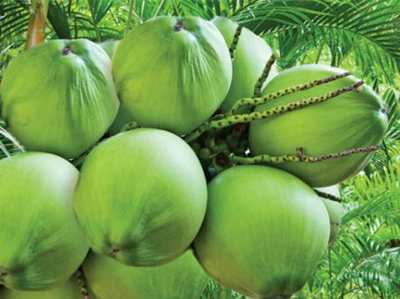 સગર્ભા સ્ત્રીઓ માટે શ્રેષ્ઠ સગર્ભા સ્ત્રીઓ માટે શ્રેષ્ઠ