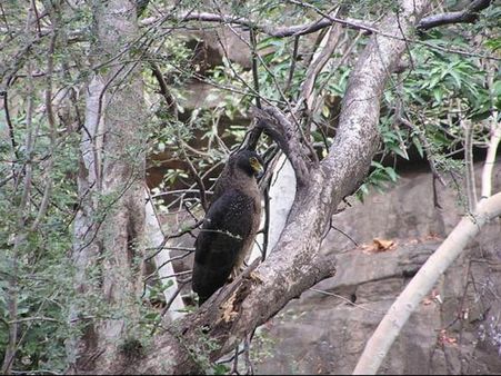 રણથંભોર રાષ્ટ્રીય ઉદ્યાન