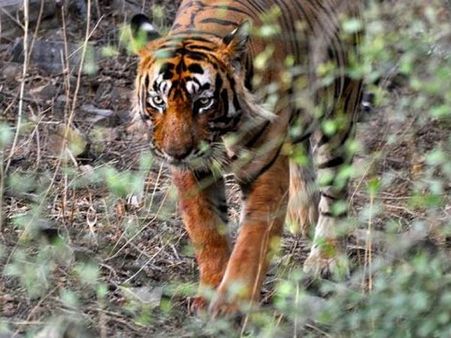 રણથંભોર, દુર્લભ અને જંગલનું અનોખું સંગમ