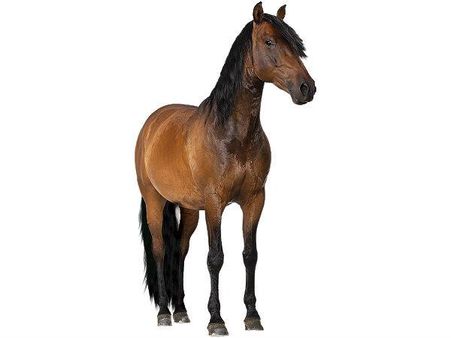 હોર્સપાવરનો અર્થ