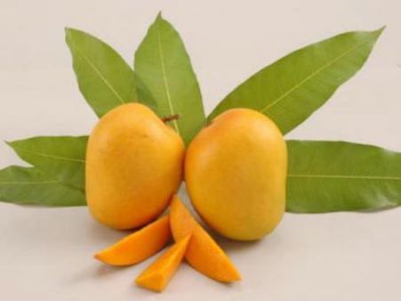 આનંદો... હાફૂસ કેરીના ભાવમાં 50 ટકાનો કડાકો