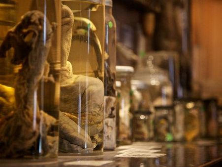 આ મ્યૂઝિયમમાં છે દુનિયાના 300 જાનવરોના લિંગ