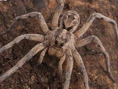 શું માણસોમાં હોય છે કરોળિયાના જનિન તત્વો (genes)?