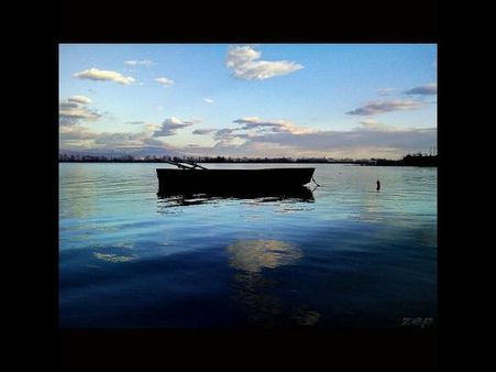 Black Ants Fighting By Pison Jaujip 