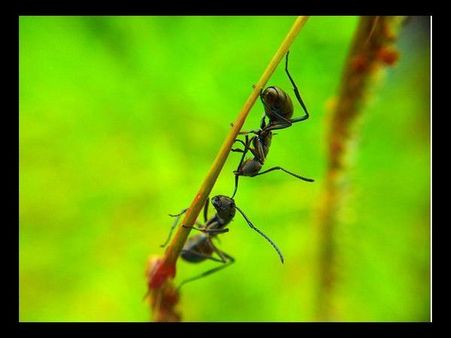 By Erly Nunes Machado 