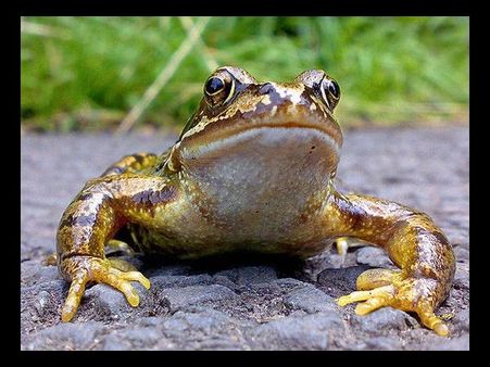 Wee Froggie By idgie