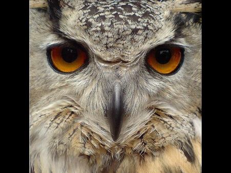 સ્માર્ટફોનથી પણ આવી તસવીરો ખેંચી શકે છે આ 'સ્માર્ટ' લોકો