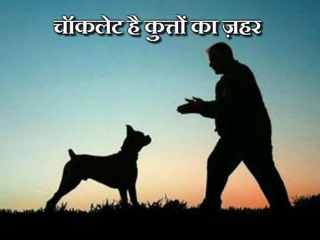 ચોકલેટ છે કુતરાઓનું ઝેર