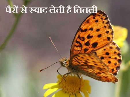 પગથી સ્વાદ માણે છે પતંગિયું