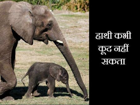 હાથી ક્યારેય કુદી શકતો નથી