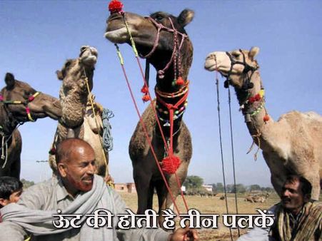 ઉંટને ત્રણ પાંપણ હોય છે