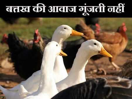 બતકનો અવાઝ ક્યારેય ગુંજતો નથી