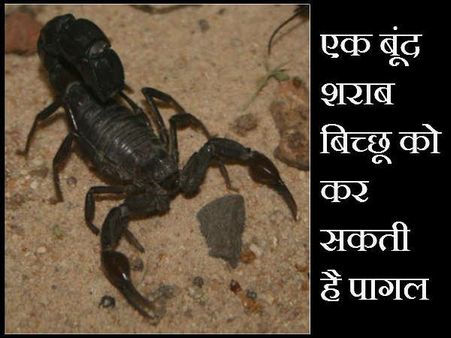 દારૂ વિંછીને કરી શકે છે પાગલ