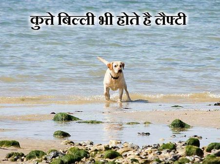 કુતરા બિલાડી પણ હોય છે લેફ્ટી