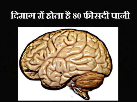 માણસના મગજમાં હોય છે 80 ટકા પાણી