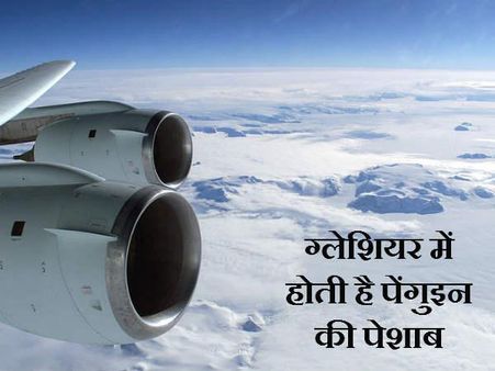 ગ્લેશિયરમાં હોય છે પેંગુઇનની પેશાબ