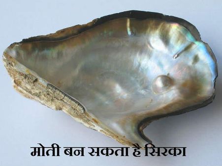 પ્રાકૃતિક મોતી બની શકે છે વિનેગાર