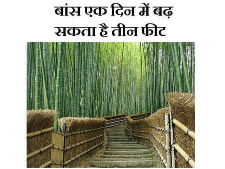 વાંસ એક દિવસમાં વધી શકે છે ત્રણ ફૂટ