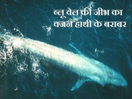 બ્લૂ વેલની જીભનું વજન હાથીના બરાબર