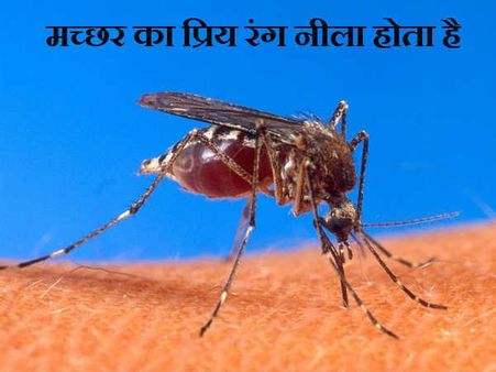 મચ્છરનો પ્રિય રંગ વાદળી હોય છે