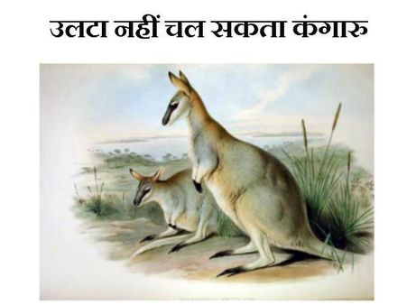 ઉધું ચાલી શકતું નથી કાંગારૂ