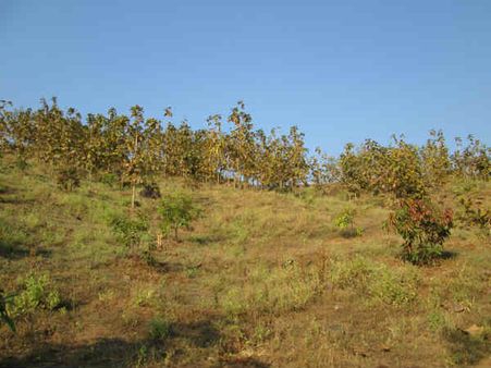 નર્સરીમાં રોપા ઉછેરાયા