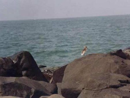 બિંદૂર બીચ બિંદૂર બીચ