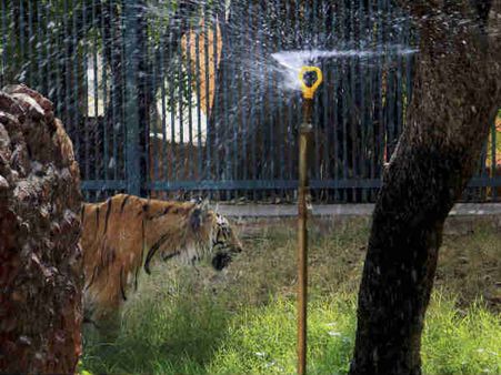 ગરમીમાં ટાઇગર પણ ફૂવારાની શરણે