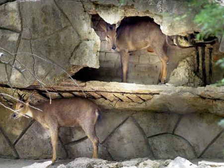 મળ્યો છાયડો તો મળી રાહત