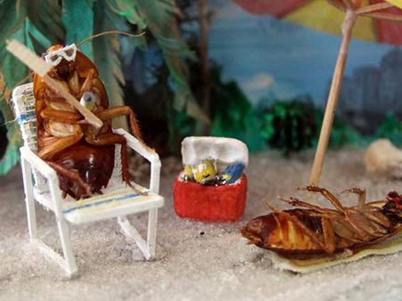 વાંદાઓનું ફેમ મ્યુઝિયમ