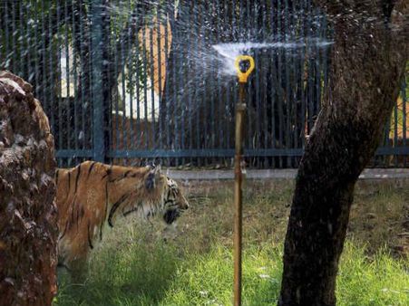 જંગલી જાનવર હોય કે માનવ બધા જ કહી રહ્યાં છે હાય..હાય ગરમી