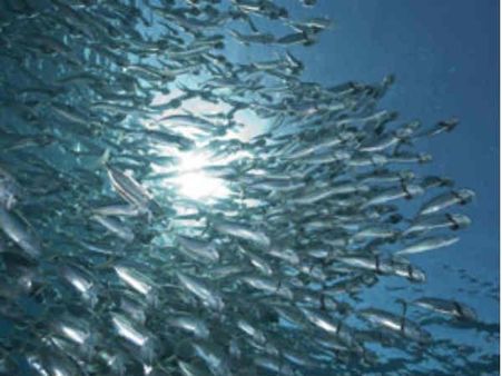 તિરંગાનું અશોક ચક્ર બ્લૂ રેવોલ્યુશન તિરંગાનું અશોક ચક્ર બ્લૂ રેવોલ્યુશન