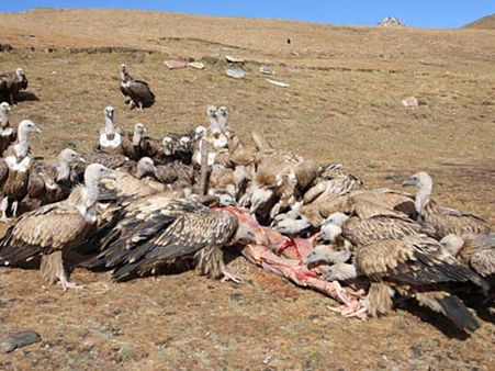 સ્કાય બુરિઅલ