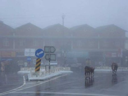 ધૂમ્મસભરી સવાર