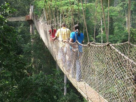 કાકુમ નેશનલ પાર્ક કૉનોપી વૉકવે-ગુહાના