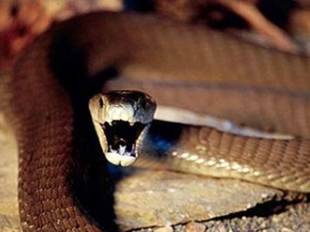 બ્લેક માંબા