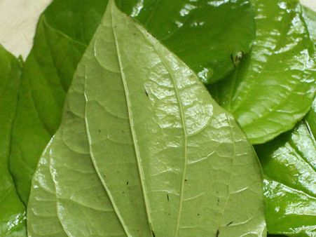 કેરી પછી હવે ભારતીય પાન પર પણ યૂરોપમાં પાબંધી લગાવવાની તૈયારી