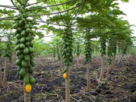 માંગરોળના ખેડૂતે પપૈયામાં ડ્રિપ ઇરિગેશન કરી વાર્ષિક 6 લાખ આવક મેળવી