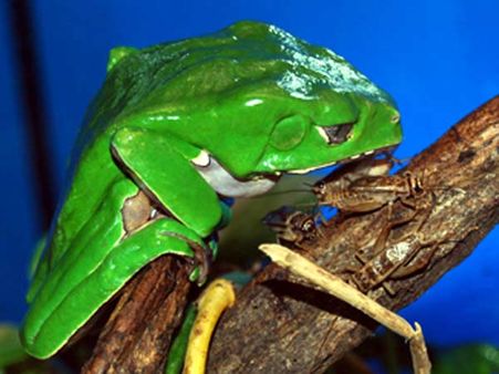 જાયન્ટ લીફ ફ્રોગ