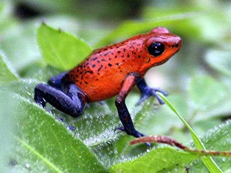 સ્ટ્રોબેરી પોઇઝન ડાર્ટ ફ્રોગ