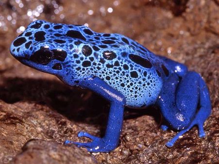 બ્લૂ પોઇઝન ડાર્ટ ફ્રોગ