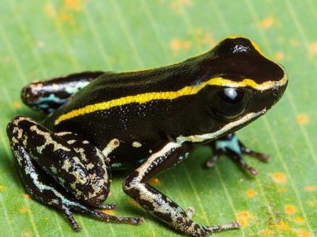 લવલી પોઇઝન ફ્રોગ