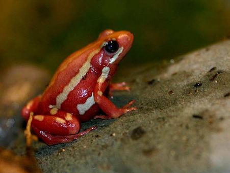 ફાંતાસ્મલ પોઇઝન ફ્રોગ