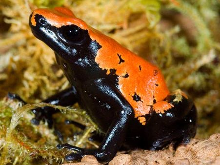 સ્પેલ્શ બેક્ડ પોઇઝન ફ્રોગ