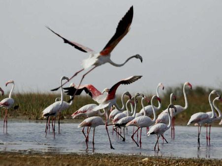 અમદાવાદના નળસરોવરનો નજારો