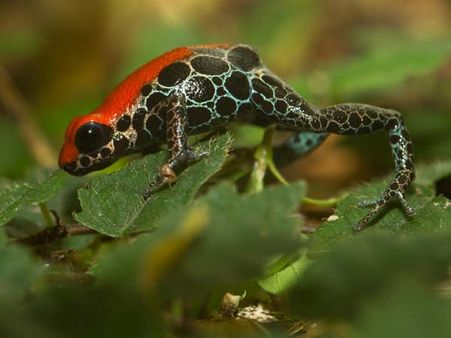 જીવનની ગાડીને બ્રેક લગાવી શકે છે આ ‘ડેડલિએસ્ટ’ દેડકાં